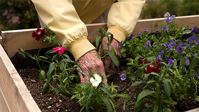 Memory care resident planting flowers in the outdoor garden box