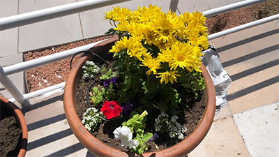 Gardening is a great way to enjoy short-term respite care at the BeeHive