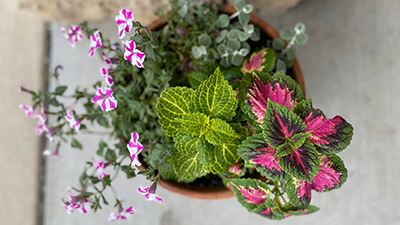 Beautiful plants to make life more vibrant!