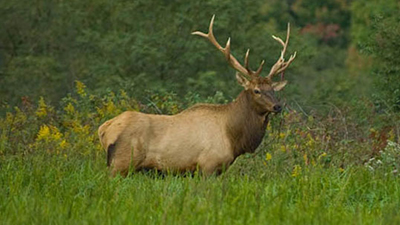 The bull elk stands majestic in Elk Creek